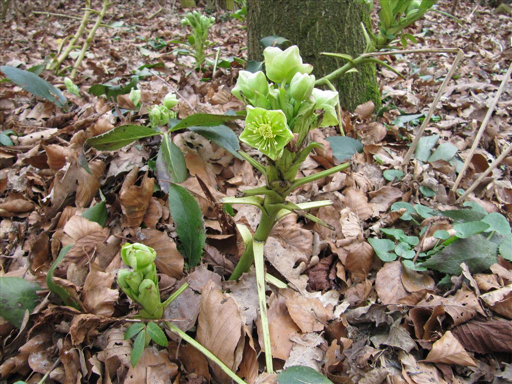 Helleborus argutifolius (door Gertjan van Noord)