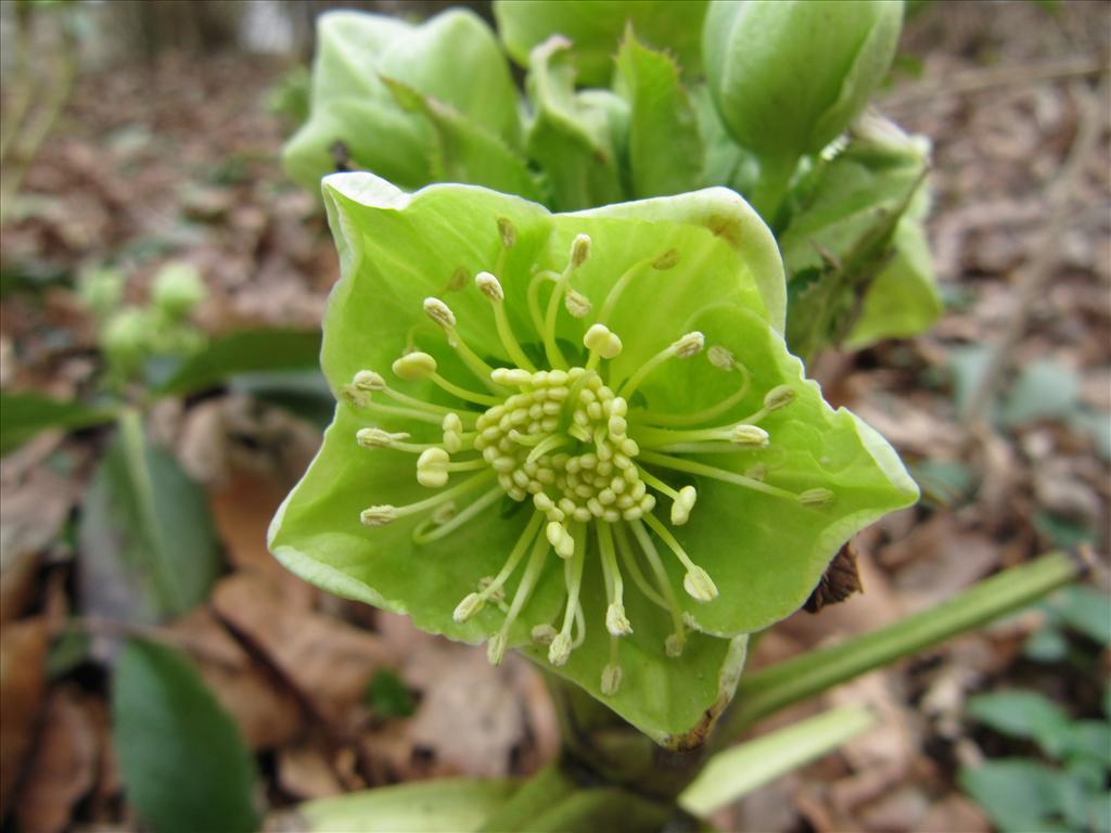 Helleborus argutifolius (door Gertjan van Noord)