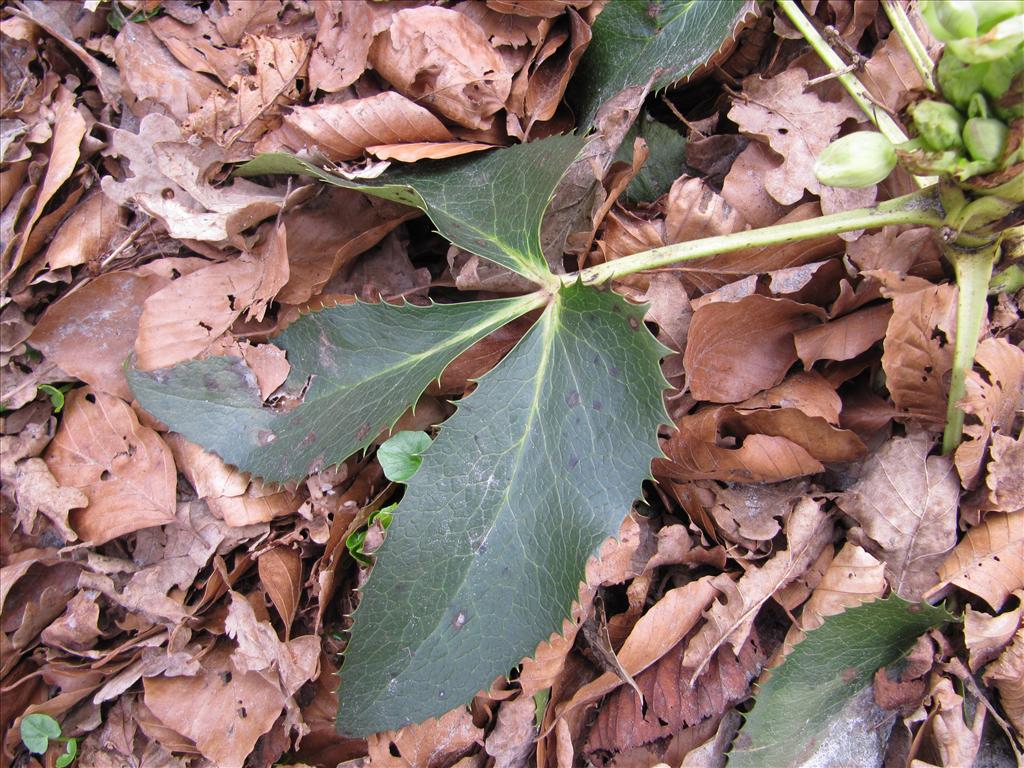 Helleborus argutifolius (door Gertjan van Noord)