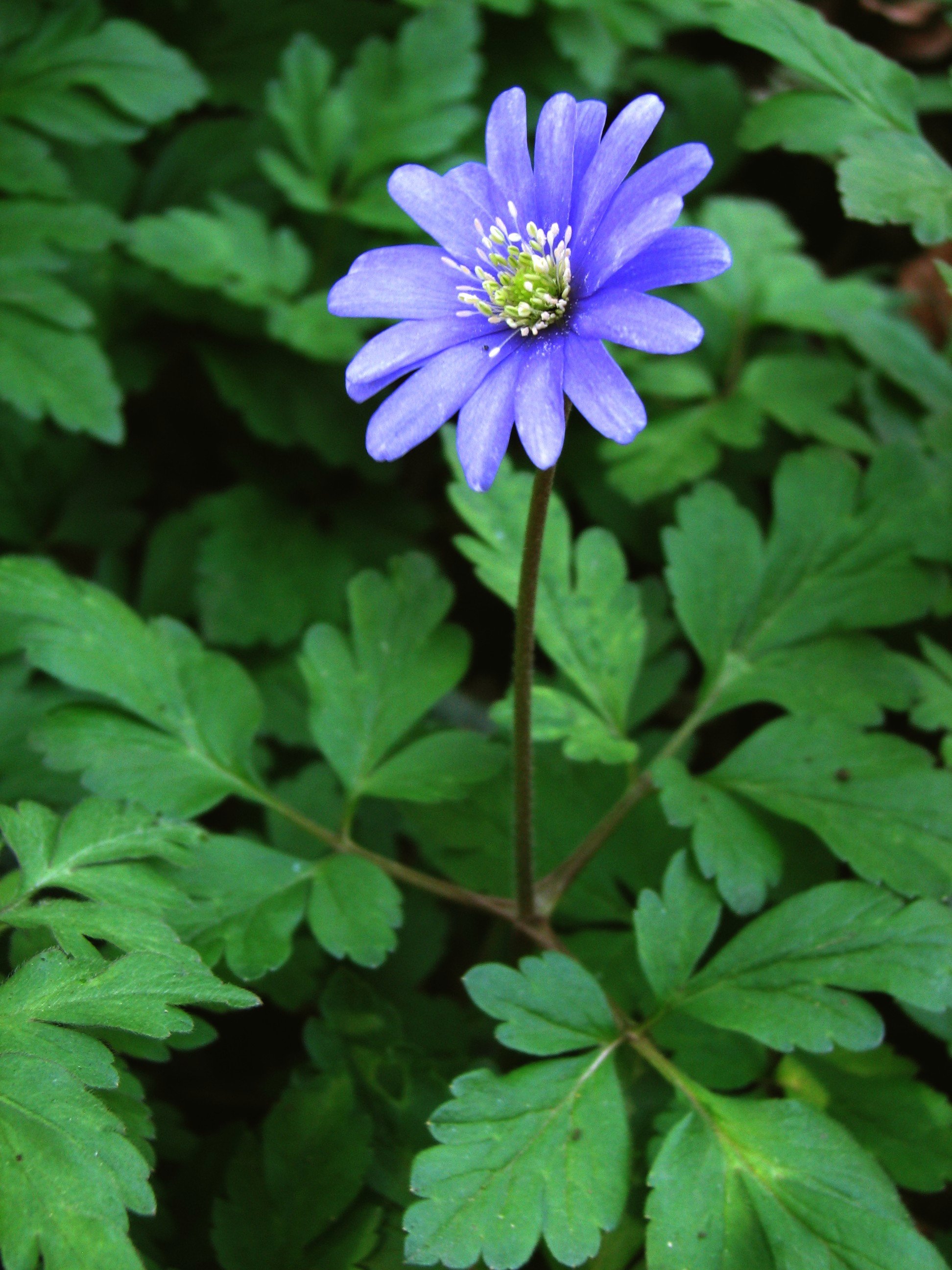 Anemone apennina (door Bert Verbruggen)