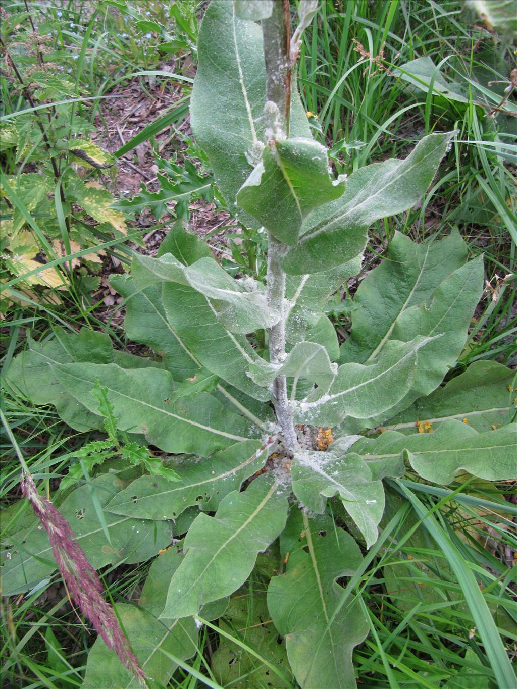 Verbascum pulverulentum (door Gertjan van Noord)