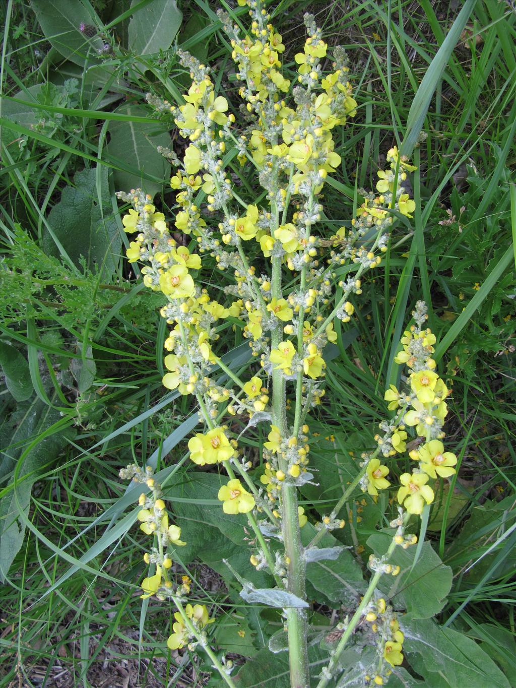 Verbascum pulverulentum (door Gertjan van Noord)