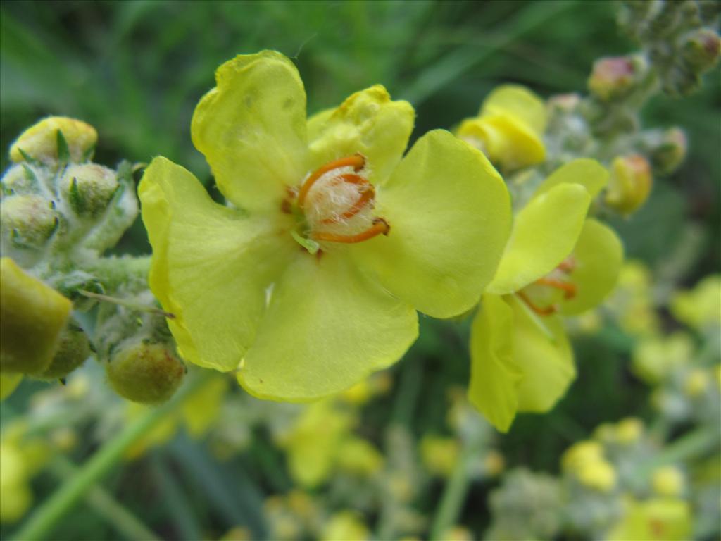 Verbascum pulverulentum (door Gertjan van Noord)