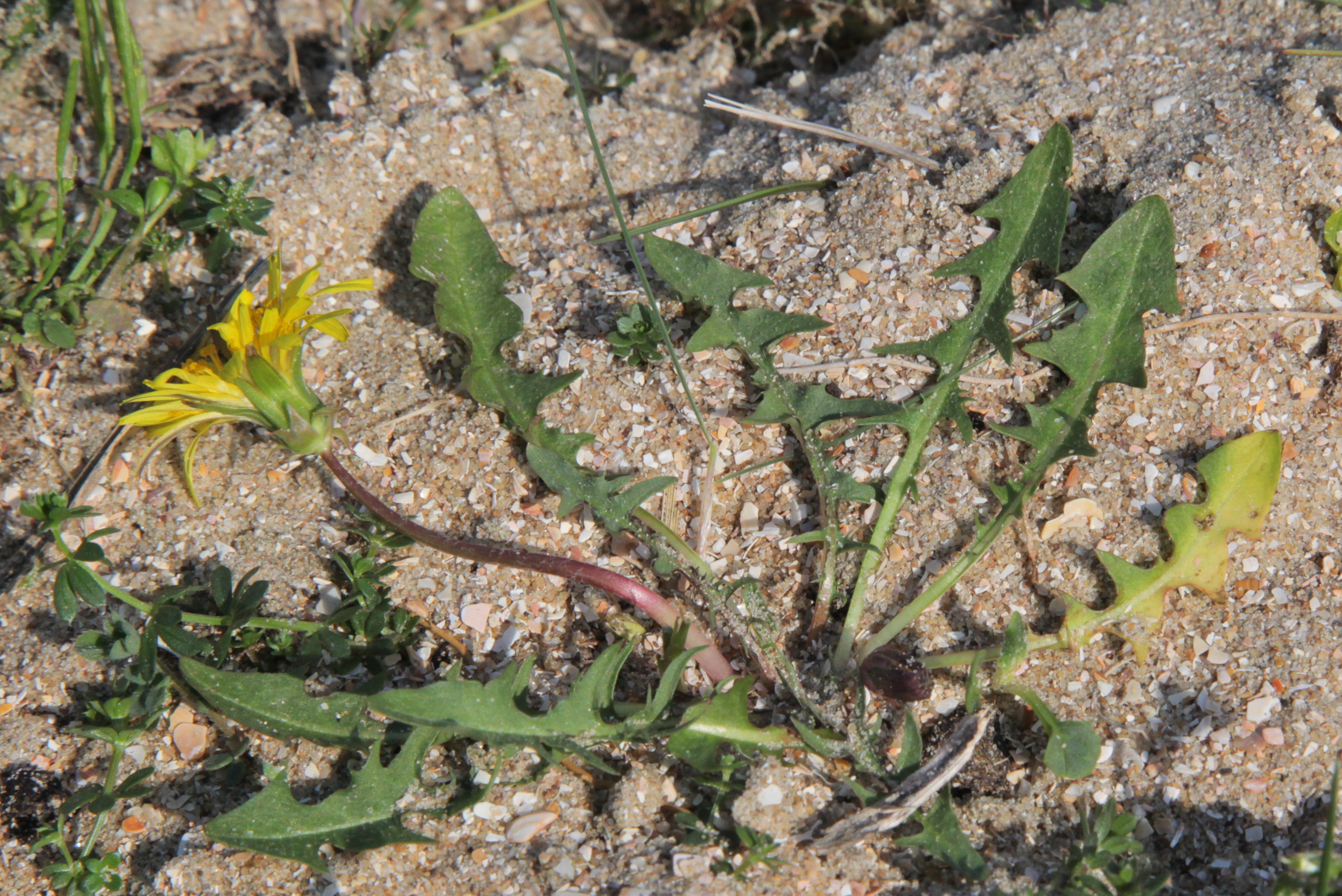 Taraxacum perincisum (door Jelle Hofstra)