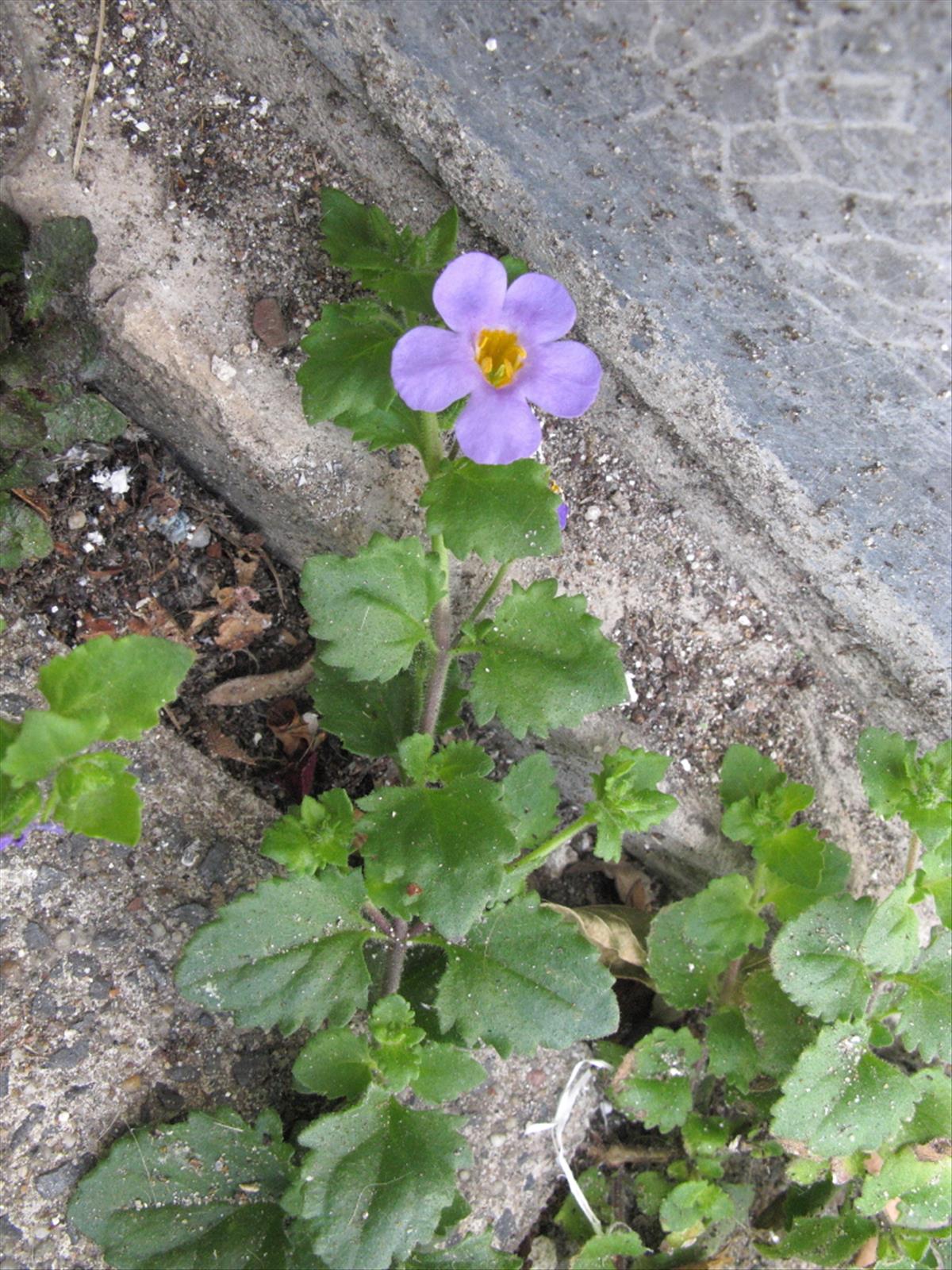 Sutera cordata (door Gerrit Welgraven)