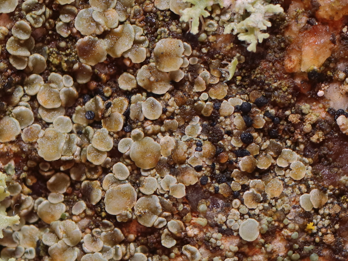 Carbonea supersparsa (door Niek Schrier)