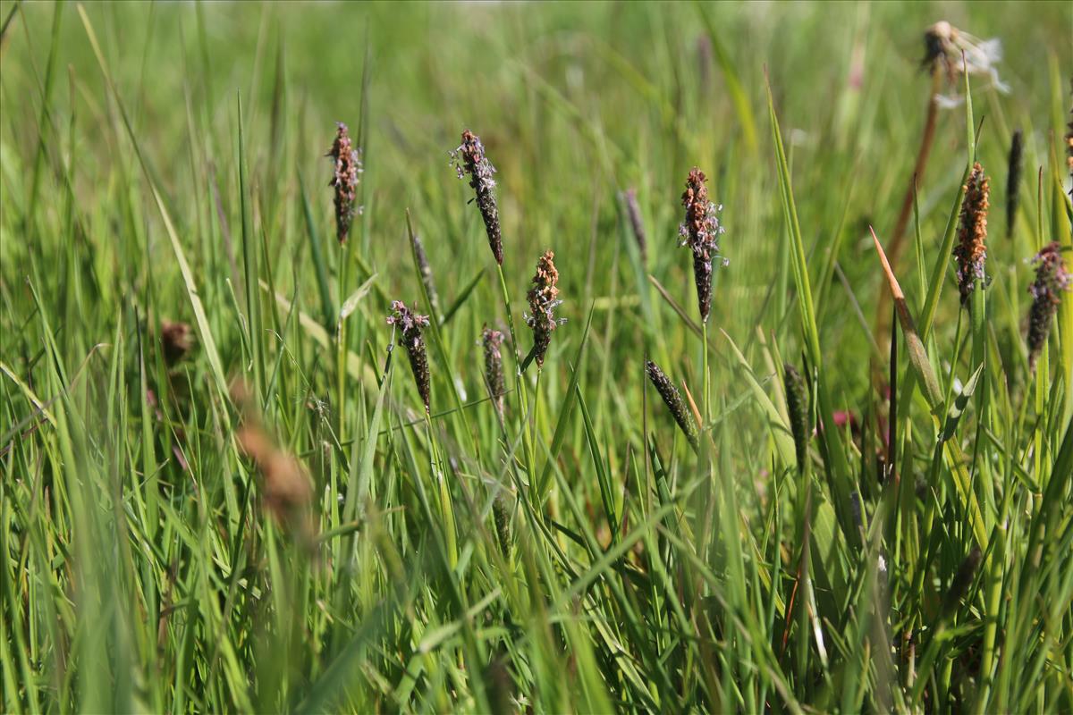 Alopecurus geniculatus (door Stef van Walsum)