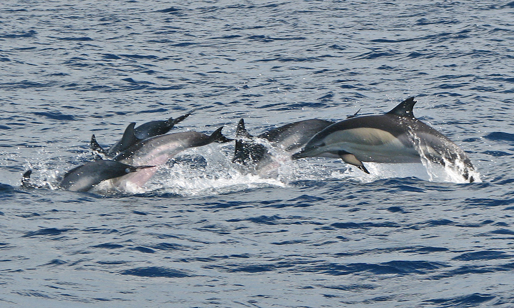 Delphinus delphis (door Henk Baptist)