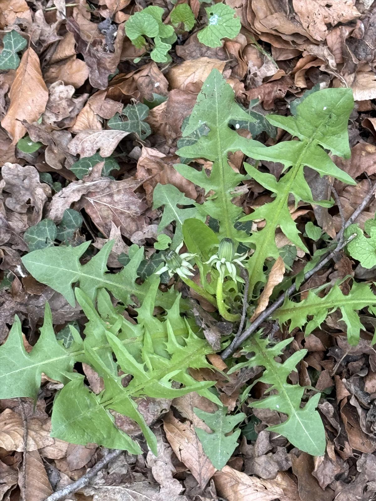 Taraxacum undulatiflorum (door Jelle J. Hofstra)