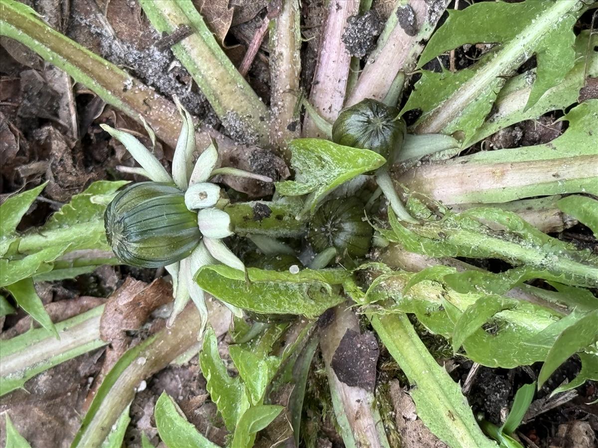 Taraxacum oblongatum (door Jelle J. Hofstra)