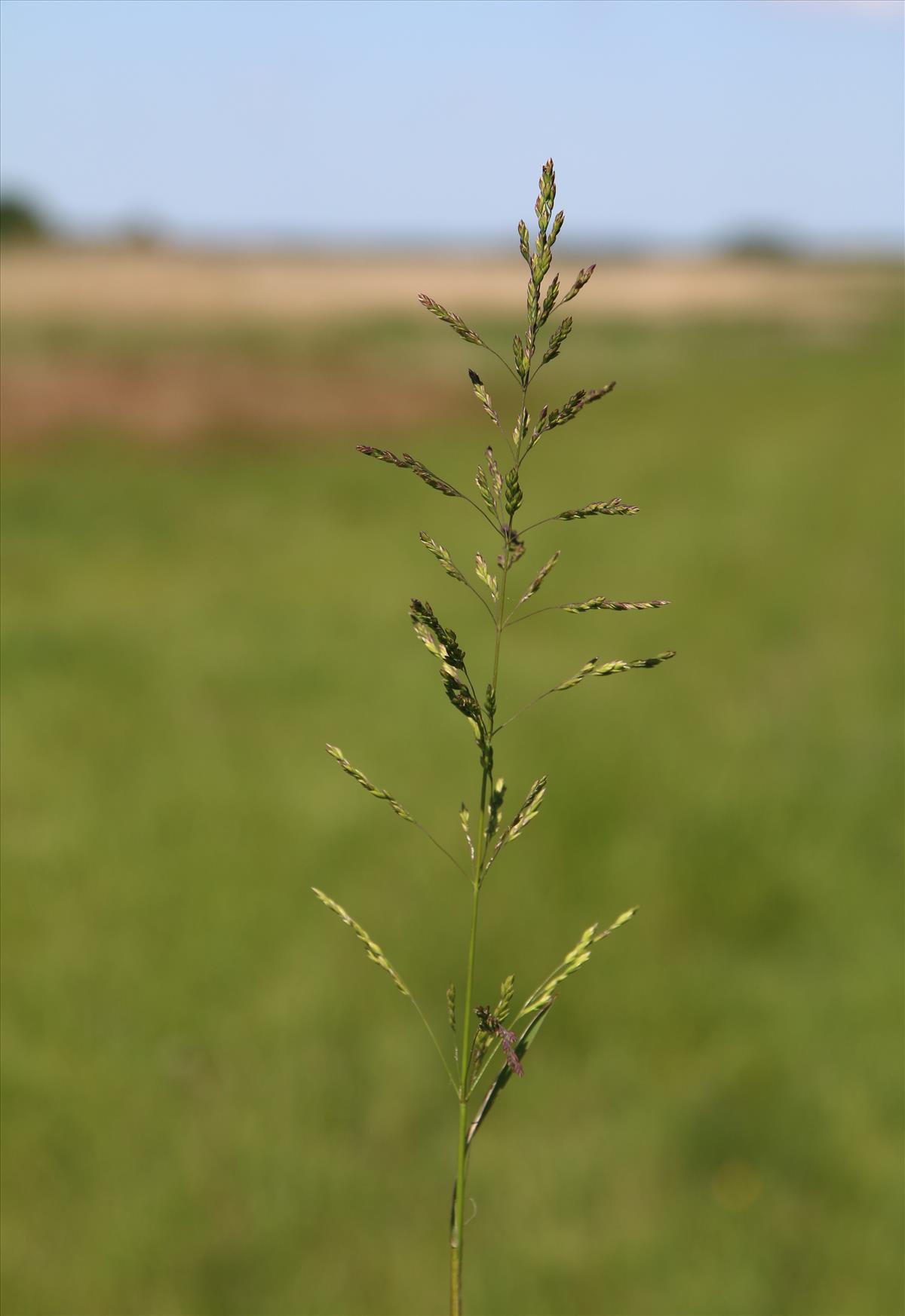 Poa trivialis (door Stef van Walsum)