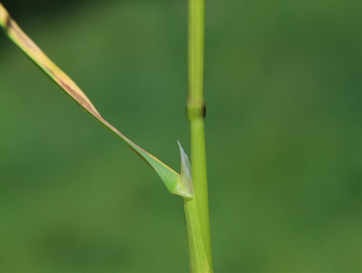 Poa trivialis (door Stef van Walsum)