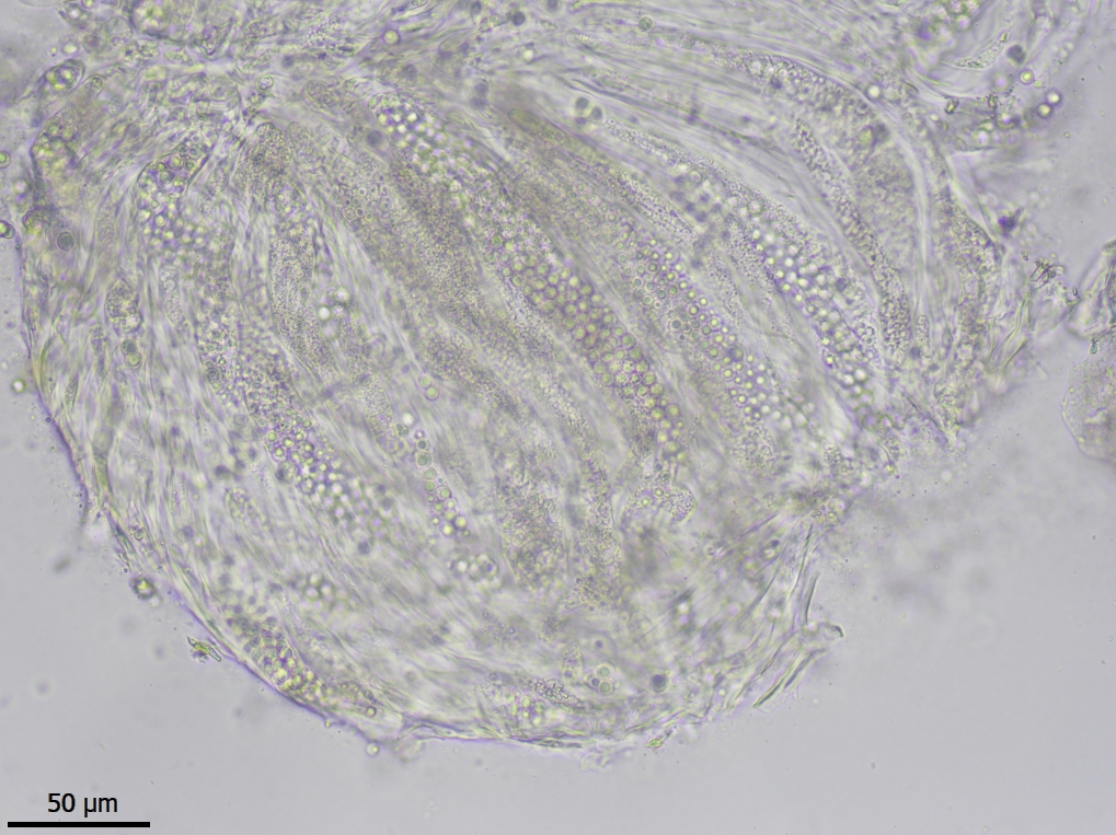 Thelocarpon opertum (door Lukas Verboom)
