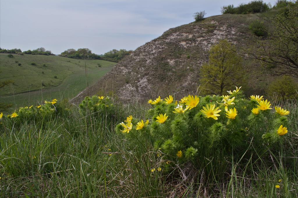 Adonis vernalis (door Jelle Hofstra)