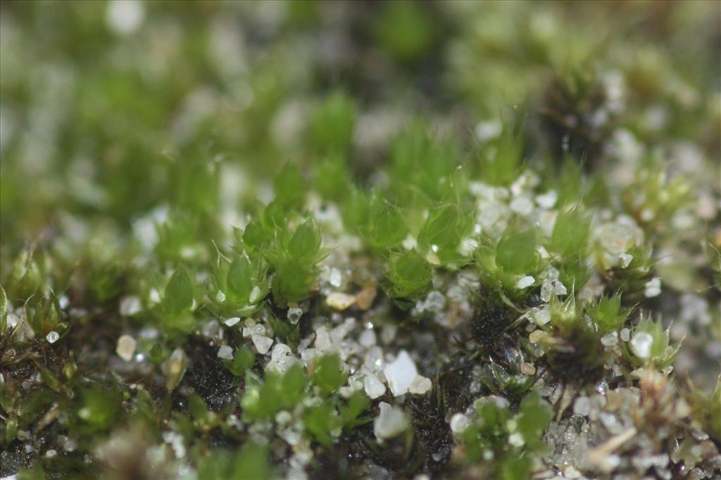 Bryum dichotomum (door Hans Meijer)