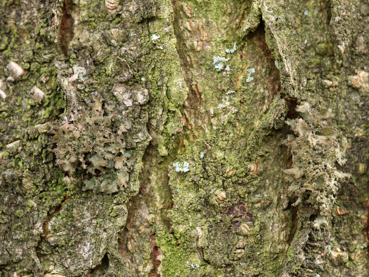 Tuckermannopsis chlorophylla (door Ruud van Middelkoop)