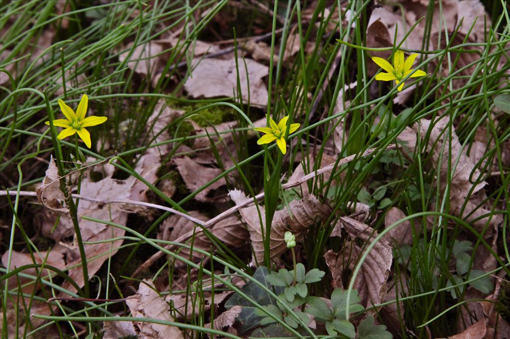 Gagea spathacea (door Jelle Hofstra)