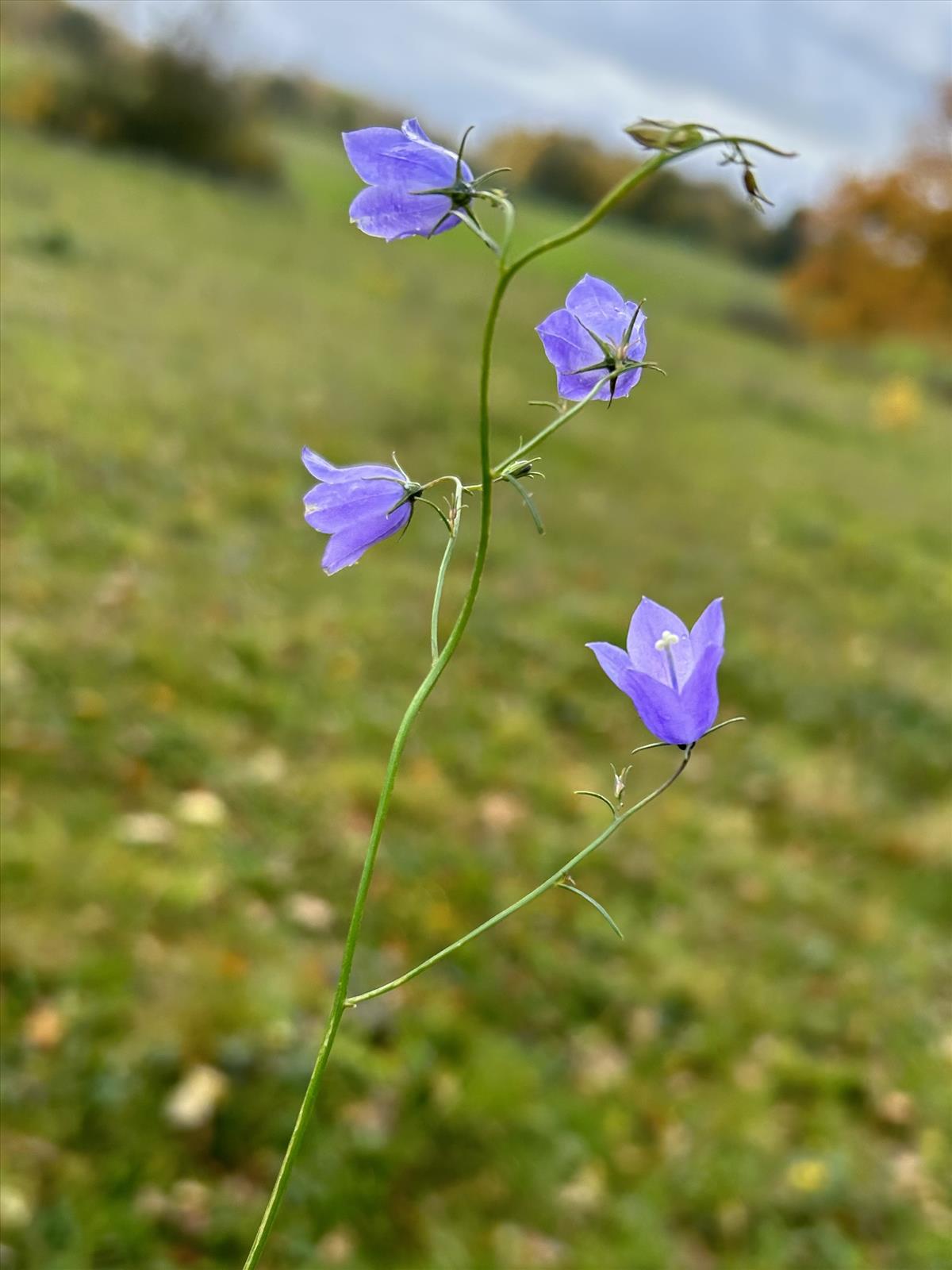 Campanula rotundifolia (door Grada Menting)