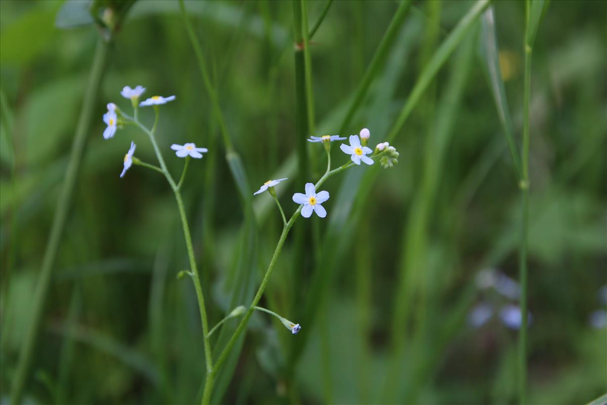 Myosotis scorpioides subsp. nemorosa (door Stef van Walsum)