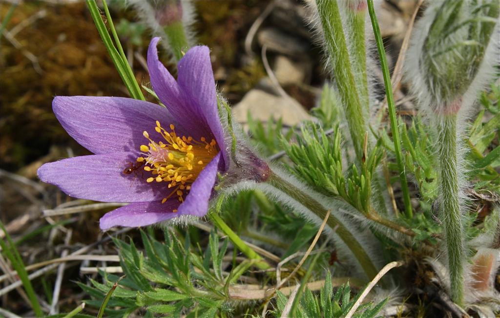 Pulsatilla vulgaris (door Jelle Hofstra)