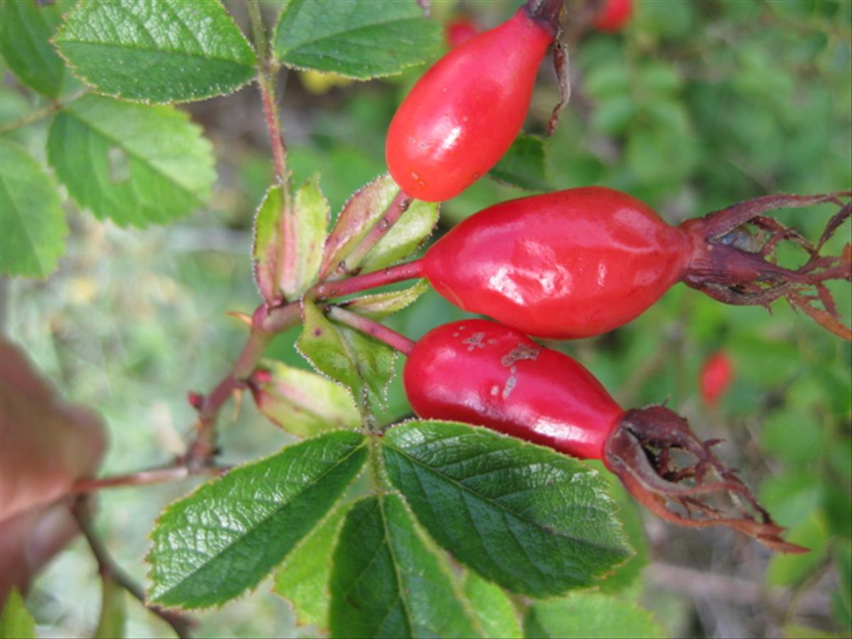 Rosa rubiginosa var. jenensis (door Sipke Gonggrijp)