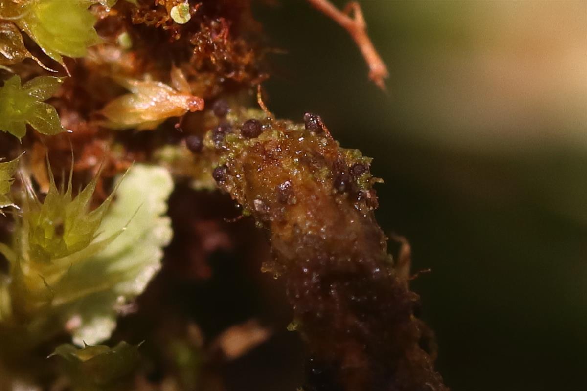 Agonimia globulifera (door Niek Schrier)