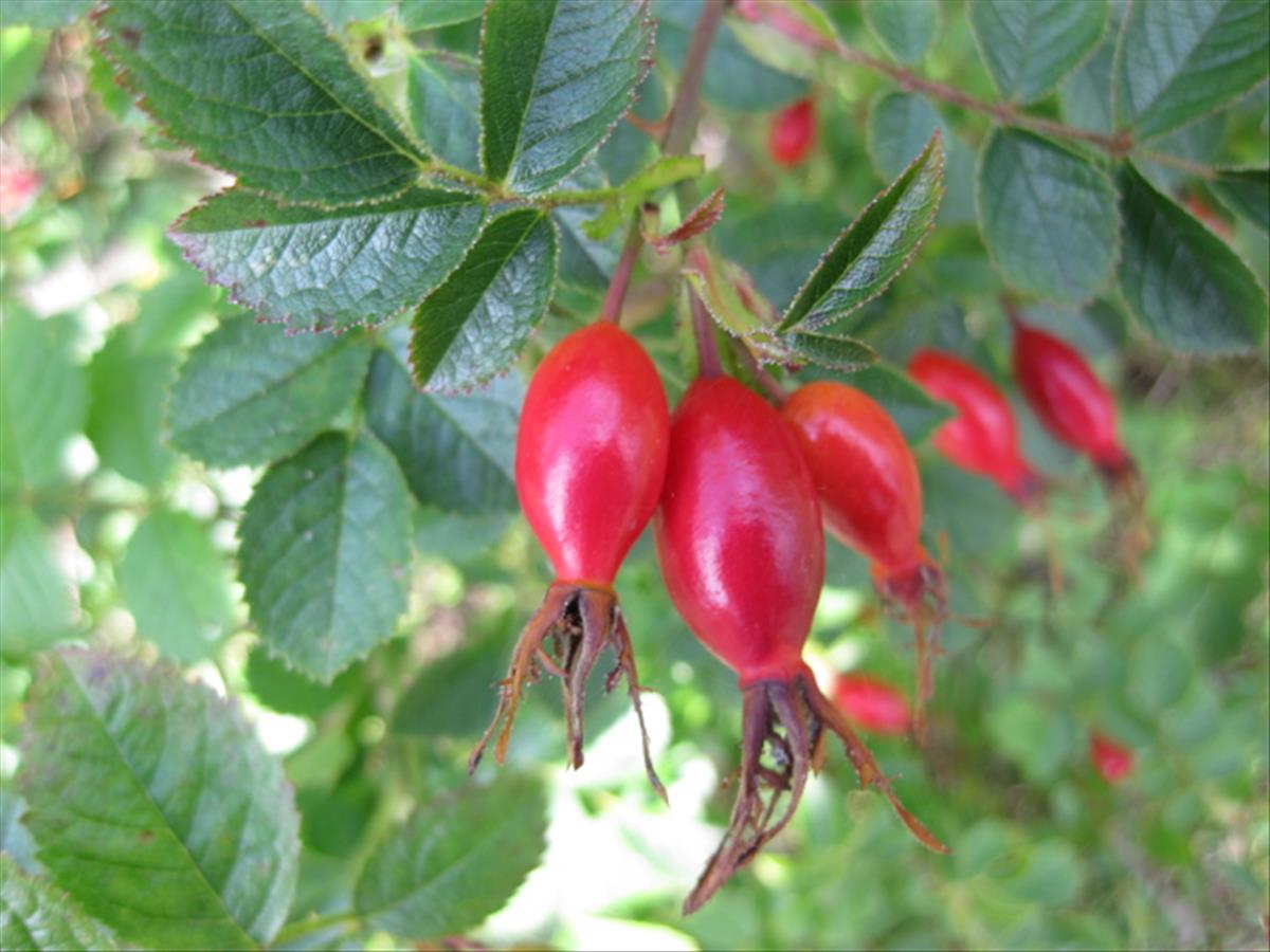 Rosa rubiginosa var. jenensis (door Sipke Gonggrijp)