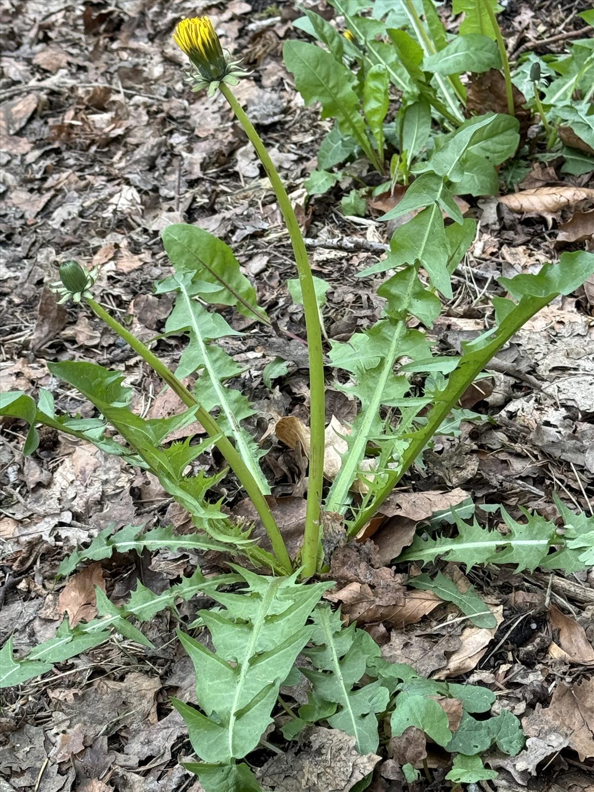 Taraxacum alatum (door Jelle J. Hofstra)