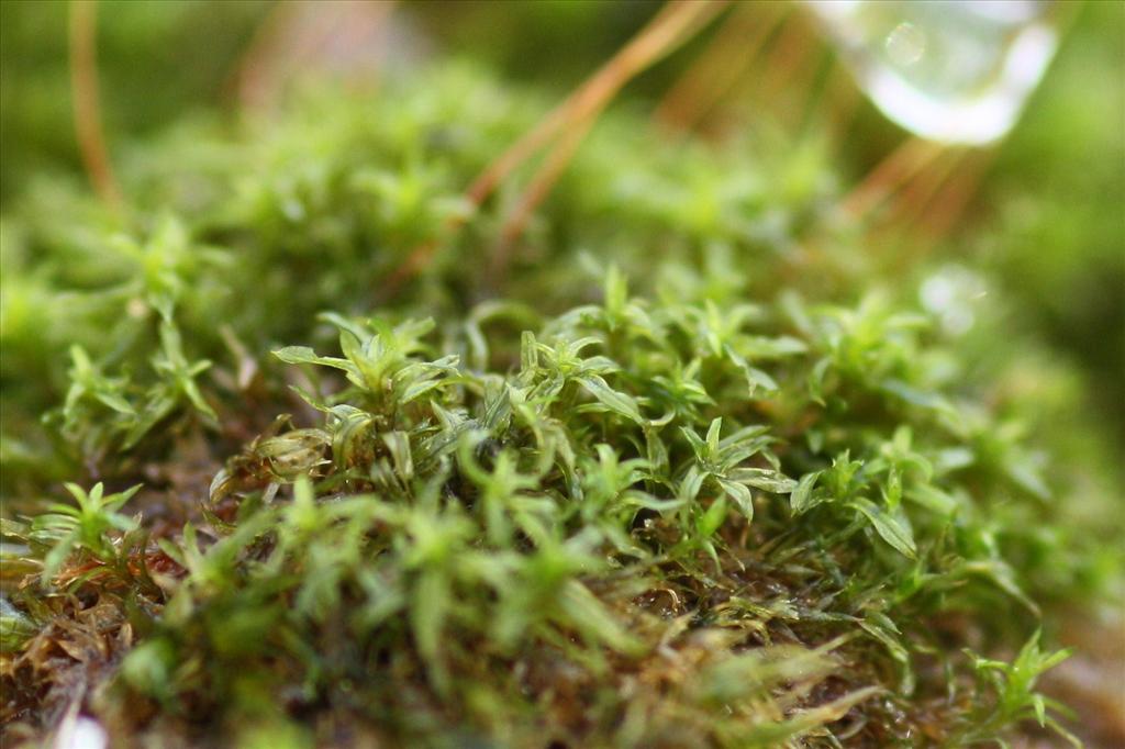 Barbula unguiculata (door Hans Meijer)