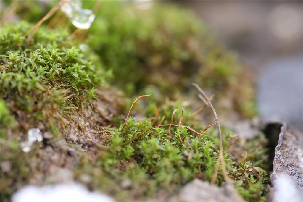 Barbula unguiculata (door Hans Meijer)