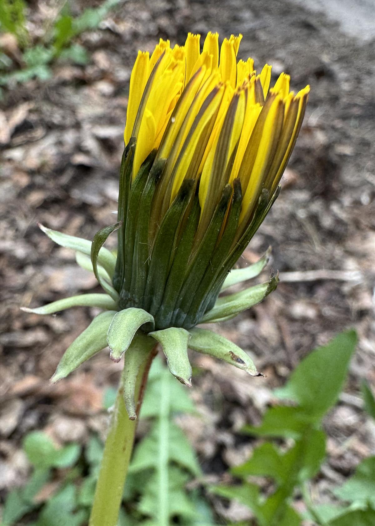 Taraxacum alatum (door Jelle J. Hofstra)