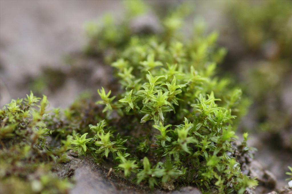 Barbula unguiculata (door Hans Meijer)