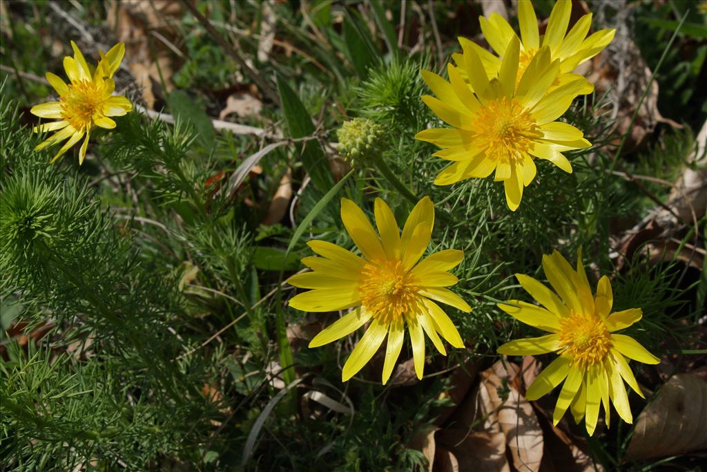 Adonis vernalis (door Jelle Hofstra)