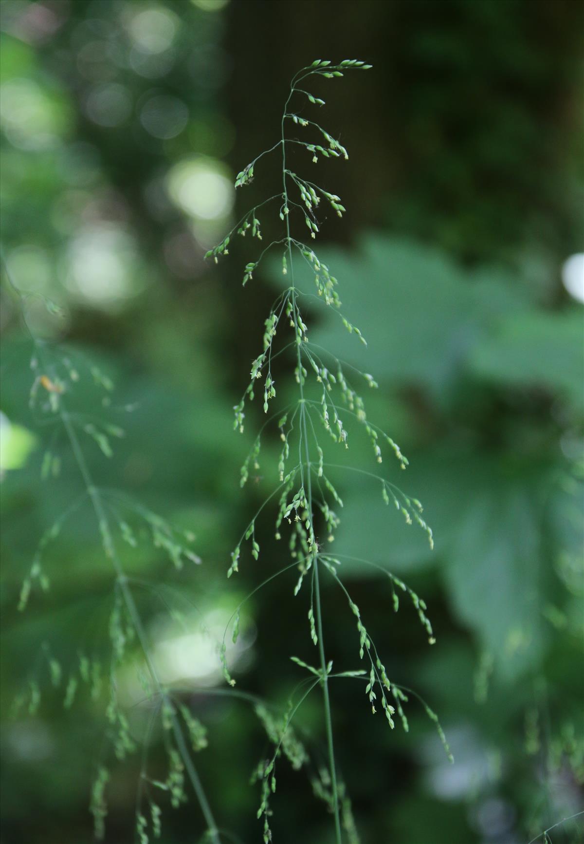 Milium effusum (door Stef van Walsum)