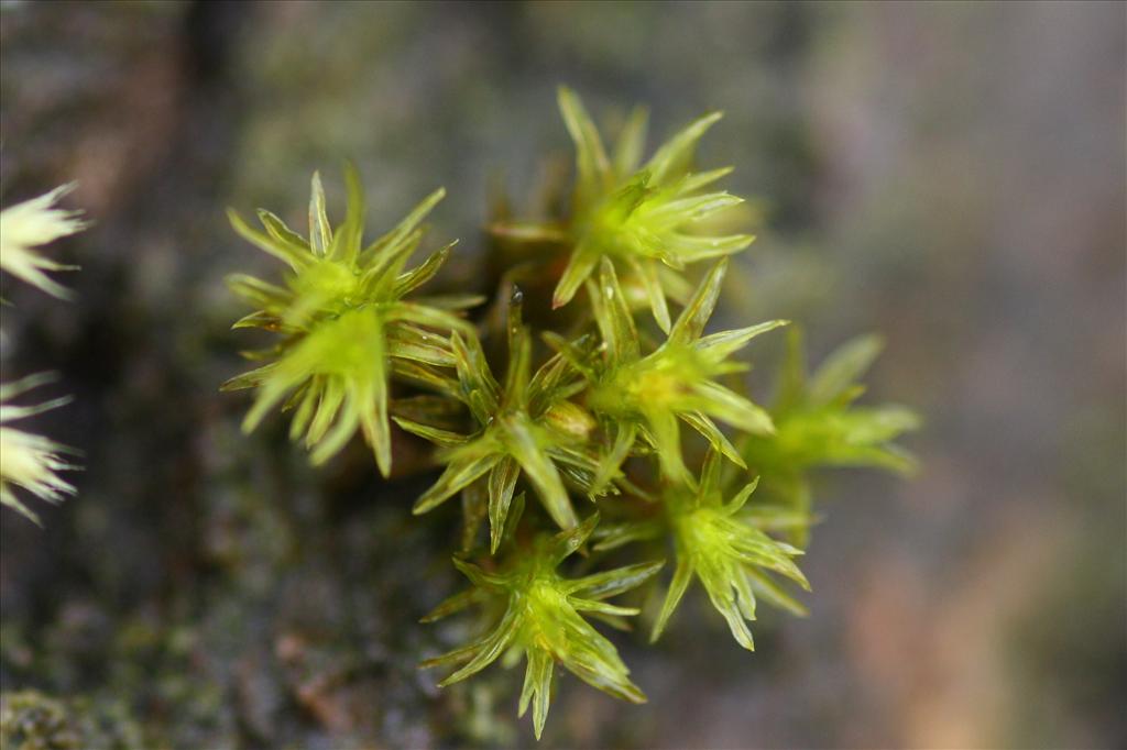 Orthotrichum affine (door Hans Meijer)