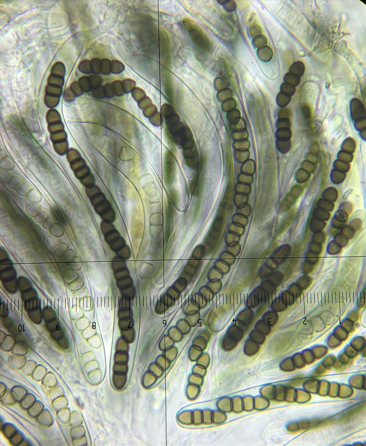 Sporormiella pulchella (door Eduard Osieck)