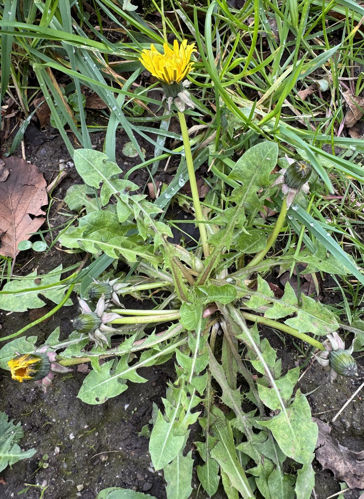 Taraxacum oblongatum (door Jelle J. Hofstra)