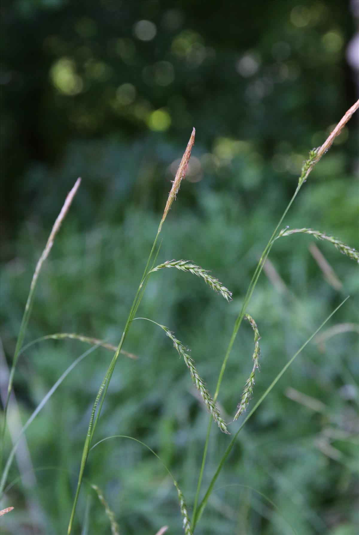Carex sylvatica (door Stef van Walsum)