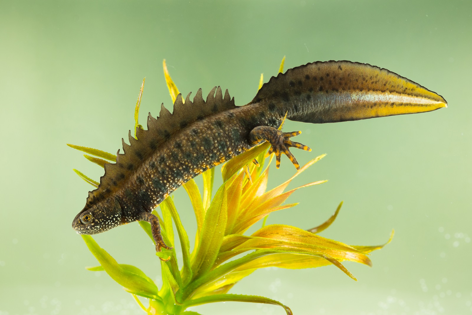 Triturus cristatus (door Bert Blok)