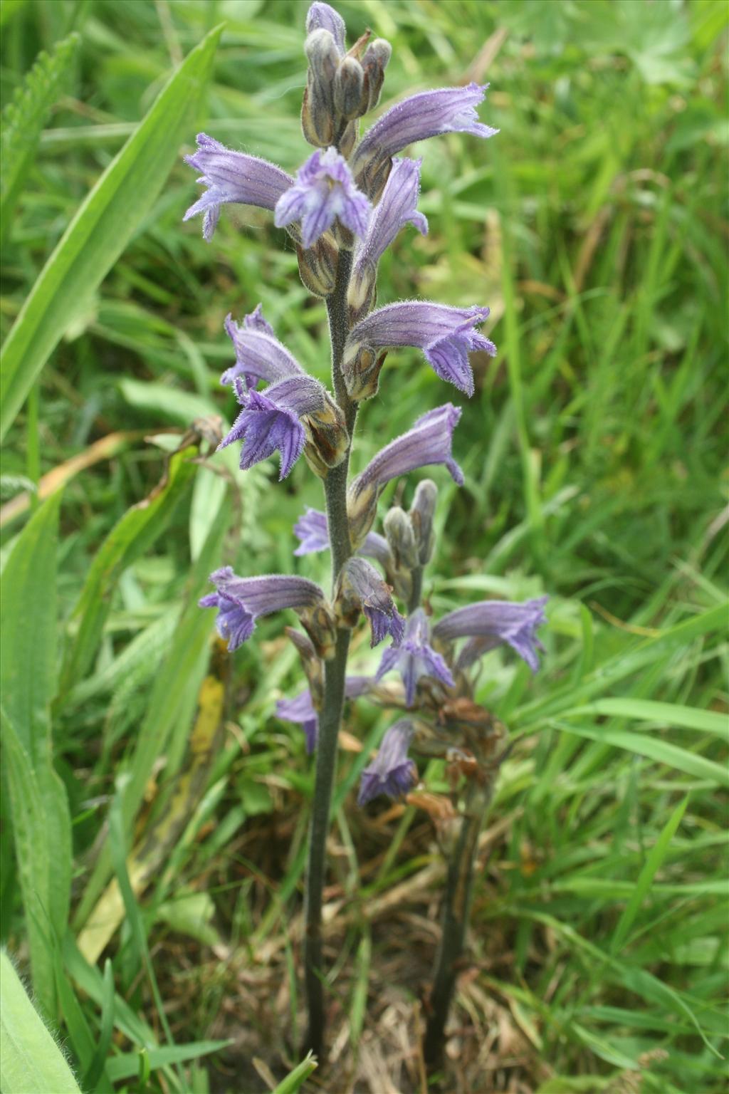 Orobanche purpurea (door Egbert de Boer)