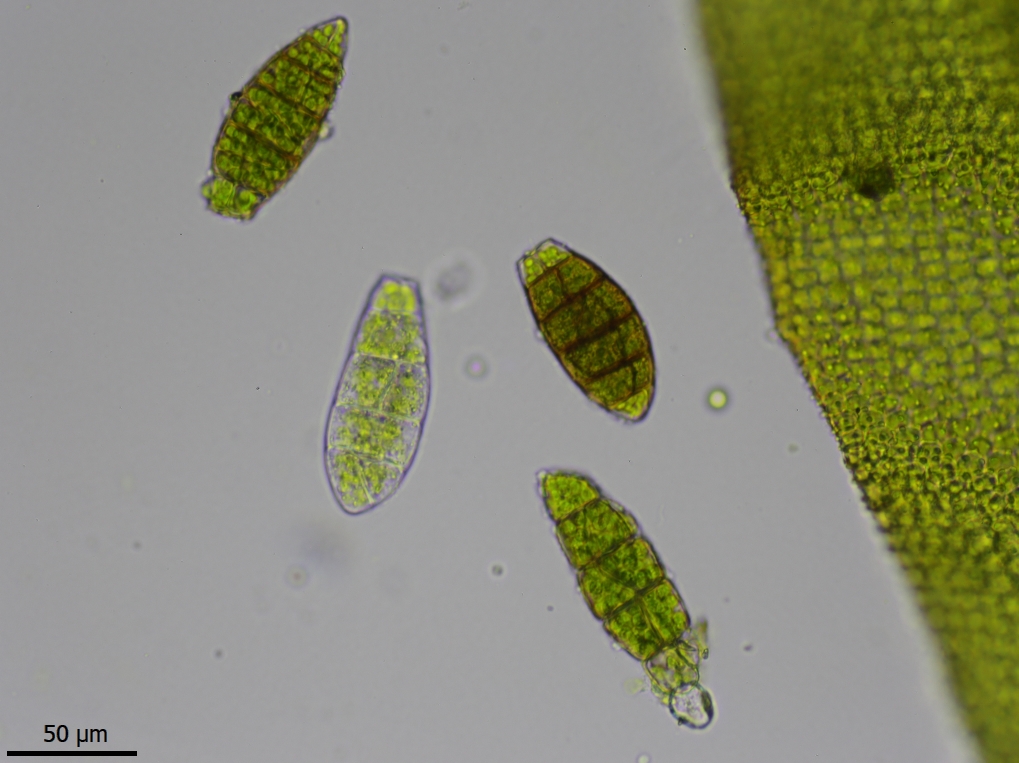 Zygodon viridissimus var. viridissimus (door Lukas Verboom)