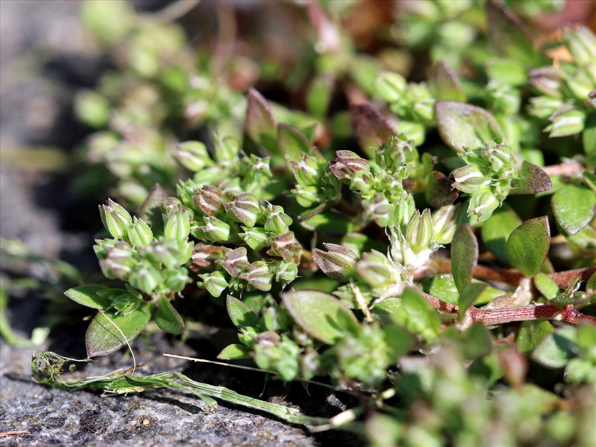 Polycarpon tetraphyllum (door Kees Groen)