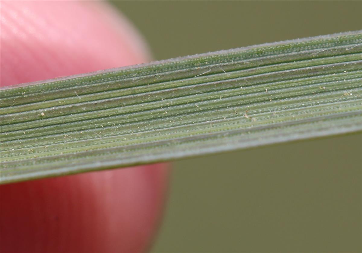 Elymus arenosus (door Niels Eimers)