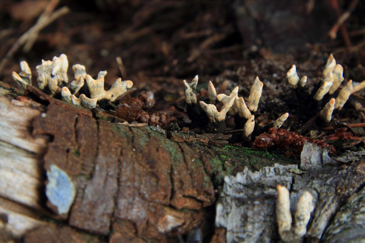 Xylaria cinerea (door Aldert Gutter)