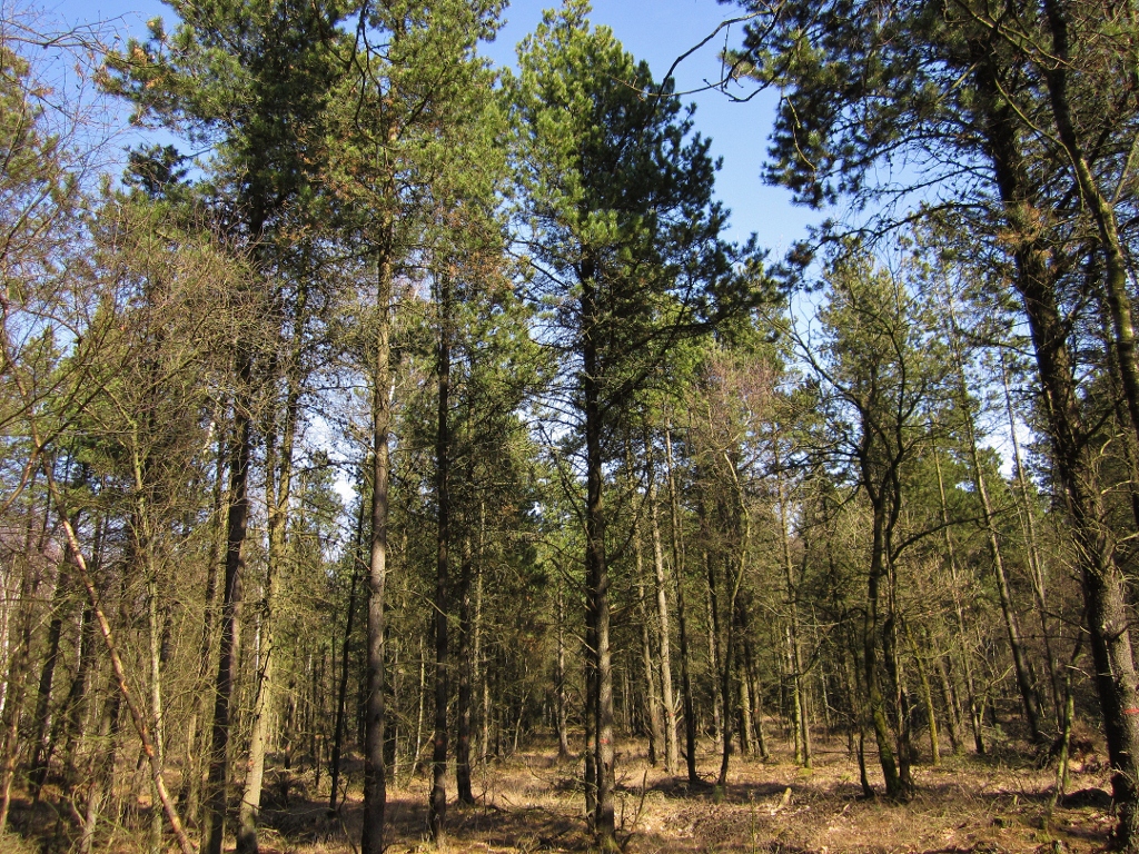 Pinus contorta (door Edwin de Weerd)