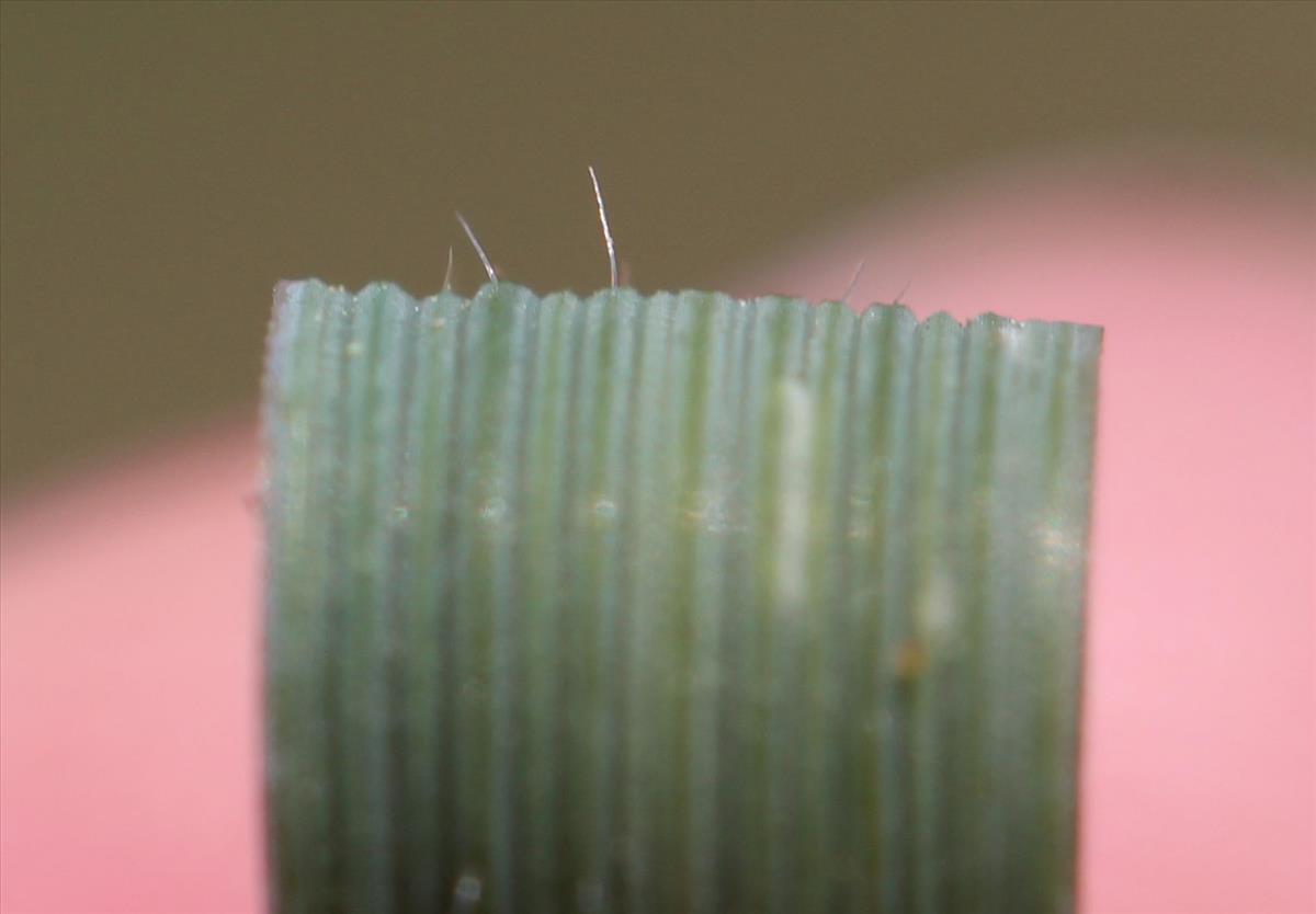 Elymus arenosus (door Niels Eimers)