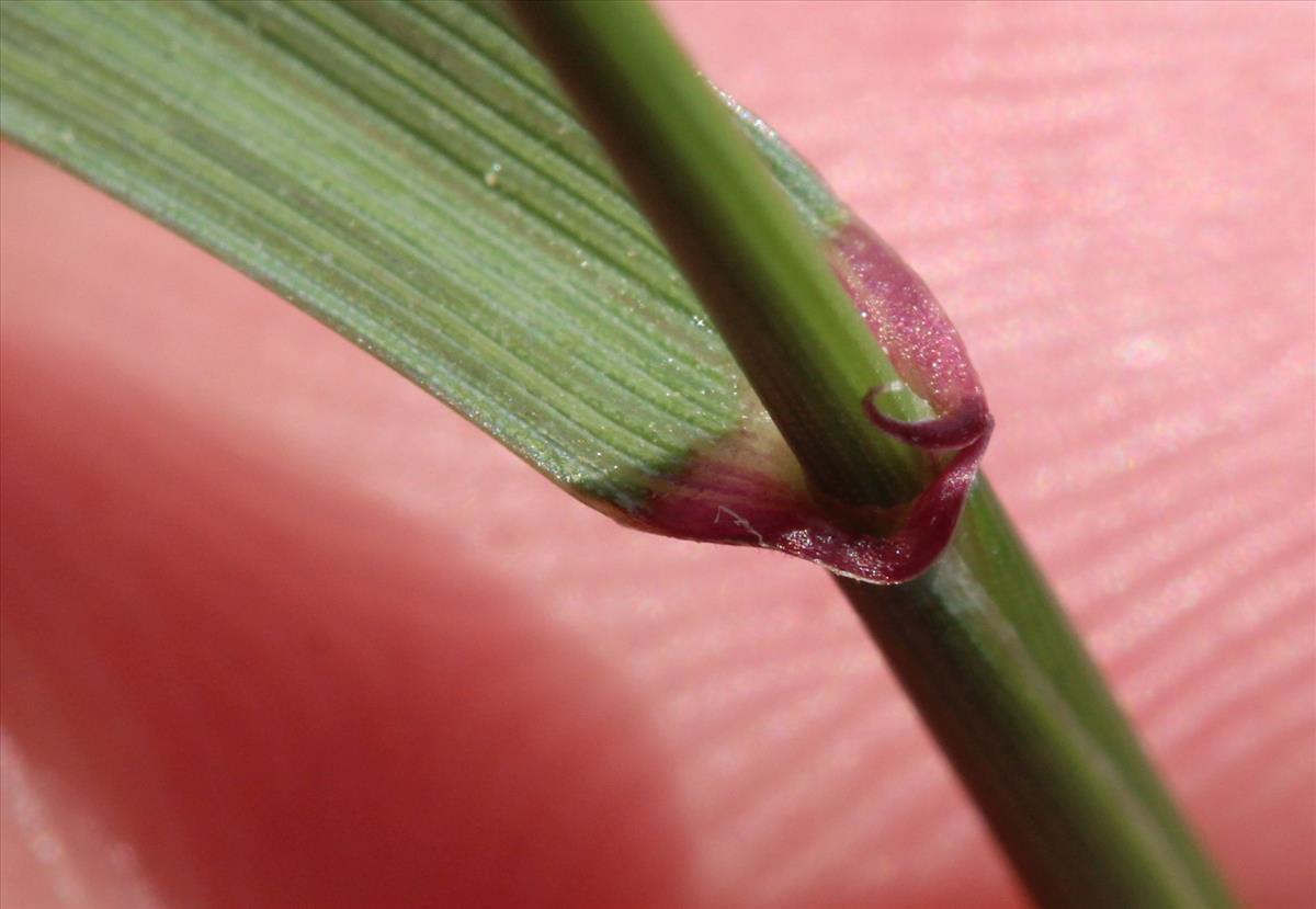 Elymus arenosus (door Niels Eimers)