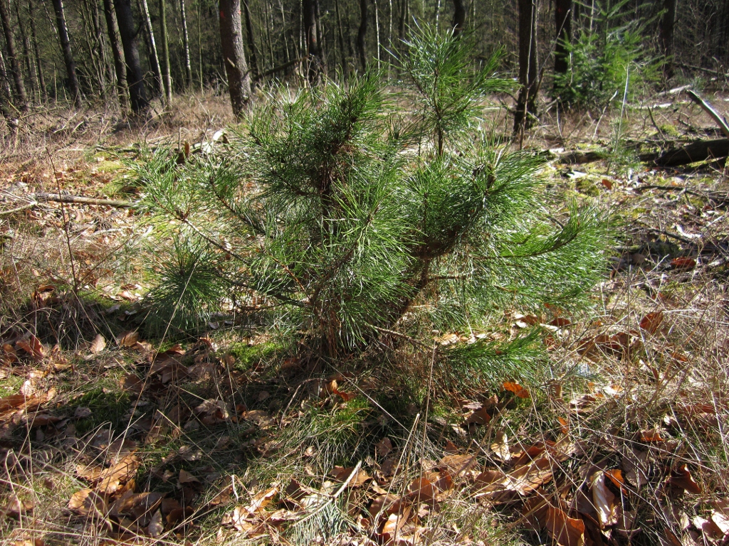 Pinus contorta (door Edwin de Weerd)