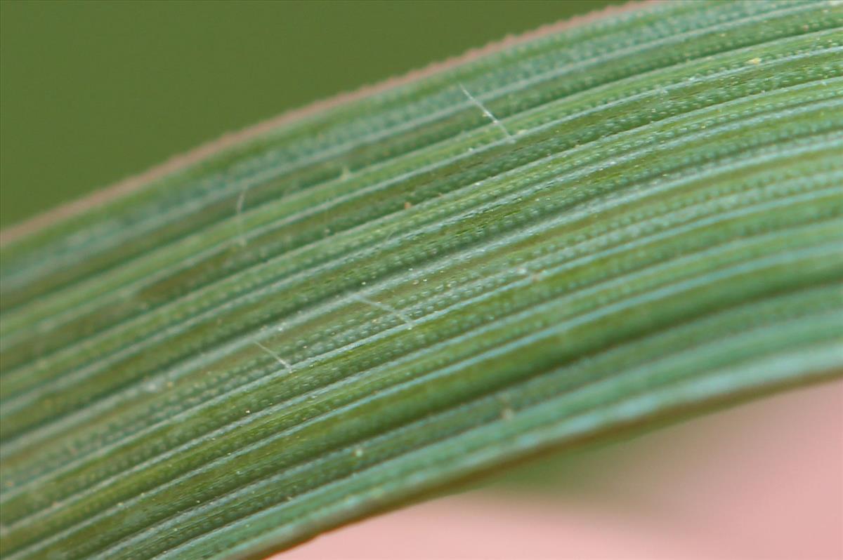 Elymus arenosus (door Niels Eimers)