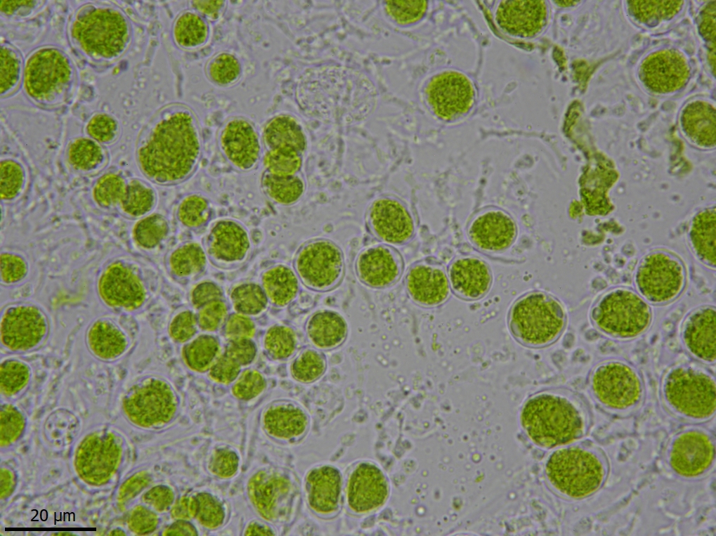Protoparmelia ochrococca (door Lukas Verboom)
